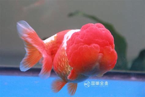 金魚溶尾|金魚爛尾巴用鹽水泡幾天，還能怎麼治療精選